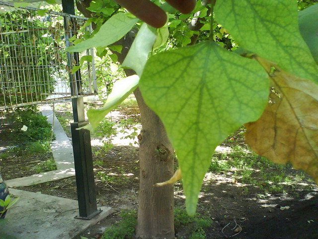 [Foto de planta, jardin, jardineria]