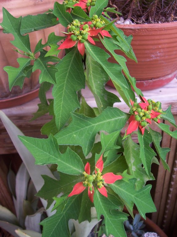 [Foto de planta, jardin, jardineria]