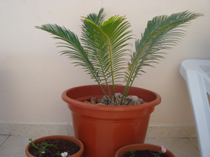 [Foto de planta, jardin, jardineria]