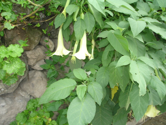 [Foto de planta, jardin, jardineria]