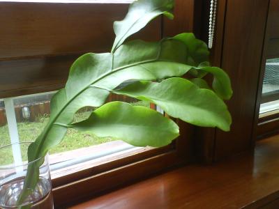 [Foto de planta, jardin, jardineria]