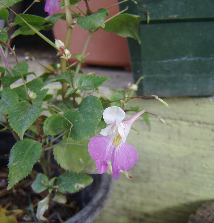 [Foto de planta, jardin, jardineria]