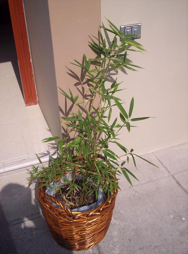 [Foto de planta, jardin, jardineria]