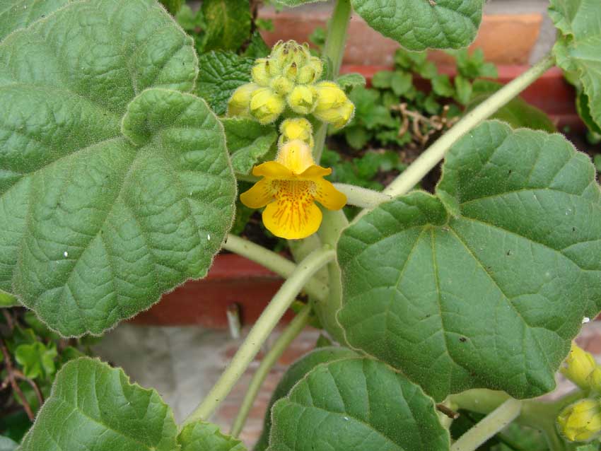 [Foto de planta, jardin, jardineria]