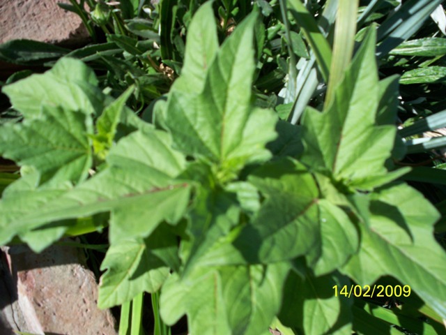 [Foto de planta, jardin, jardineria]