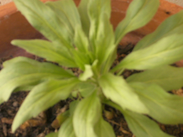 [Foto de planta, jardin, jardineria]