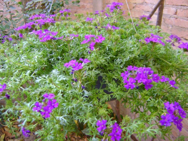 [Foto de planta, jardin, jardineria]