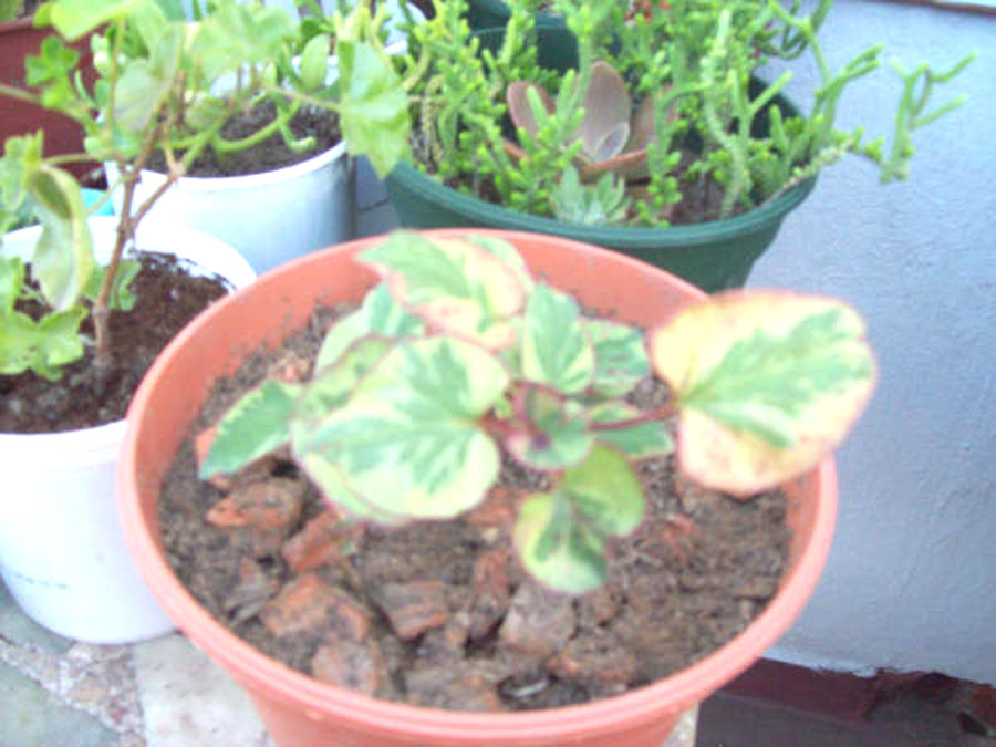 [Foto de planta, jardin, jardineria]