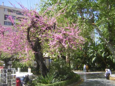 [Foto de planta, jardin, jardineria]