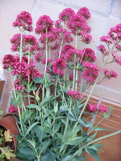 [Foto de planta, jardin, jardineria]