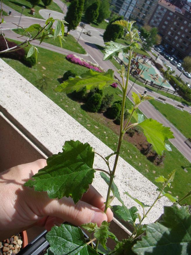 [Foto de planta, jardin, jardineria]