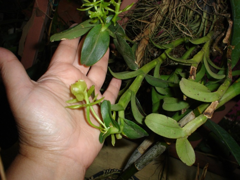 [Foto de planta, jardin, jardineria]