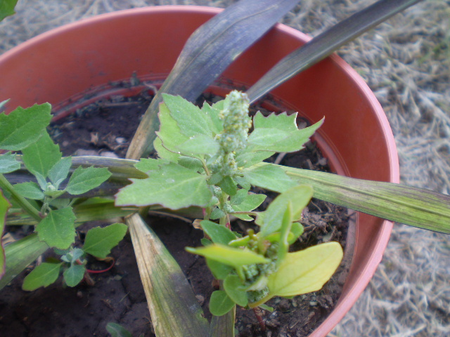 [Foto de planta, jardin, jardineria]