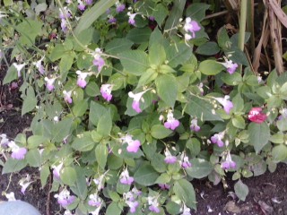 [Foto de planta, jardin, jardineria]