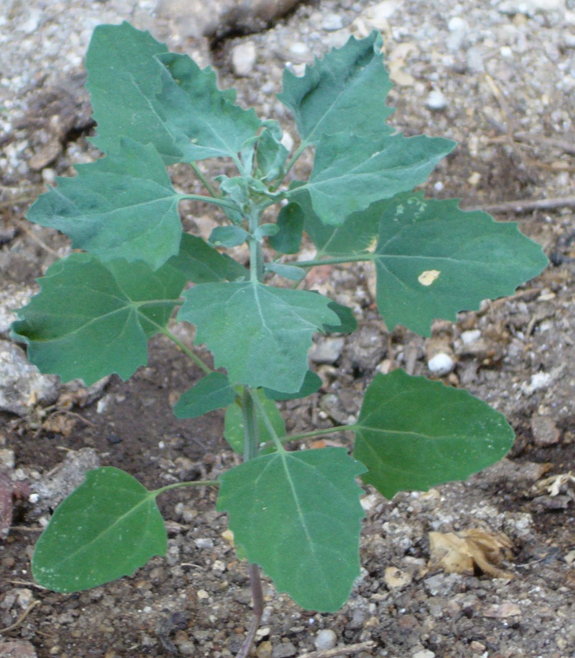 [Foto de planta, jardin, jardineria]