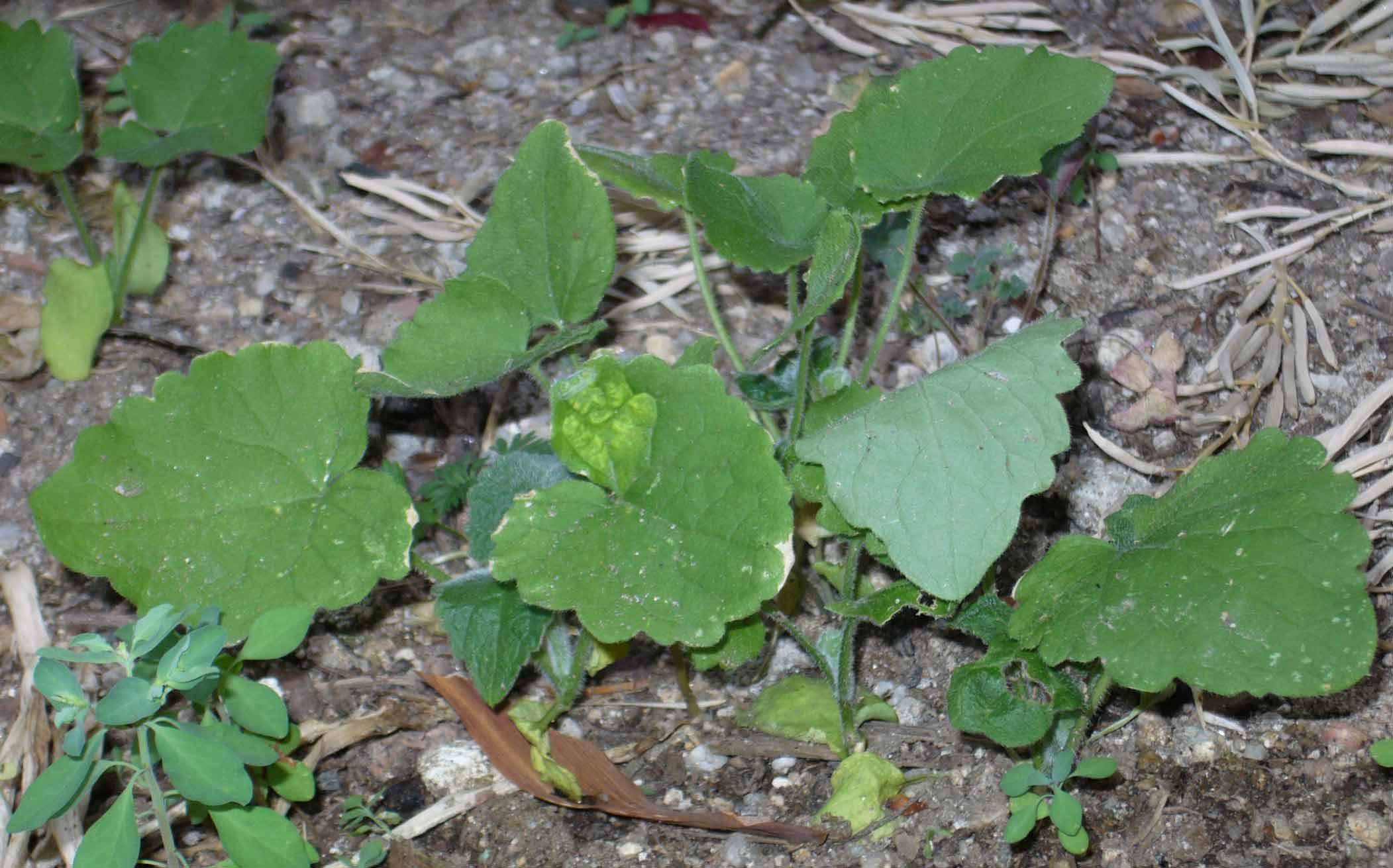 [Foto de planta, jardin, jardineria]