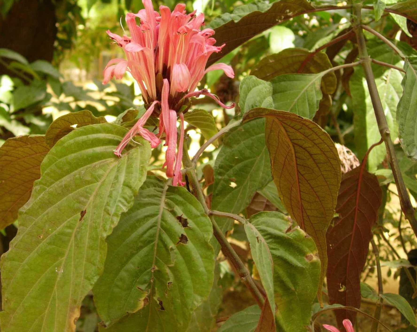 [Foto de planta, jardin, jardineria]