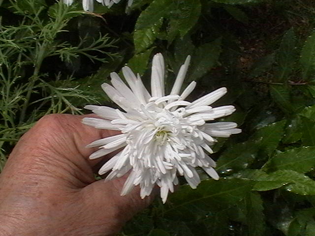[Foto de planta, jardin, jardineria]