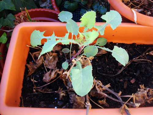 [Foto de planta, jardin, jardineria]