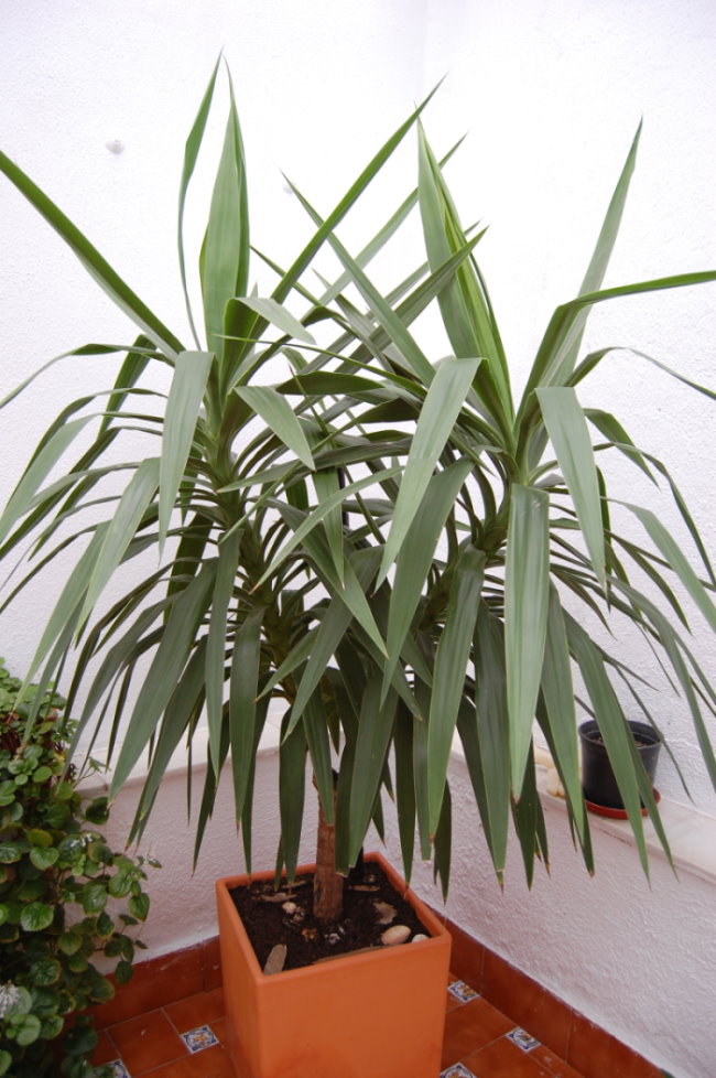 [Foto de planta, jardin, jardineria]