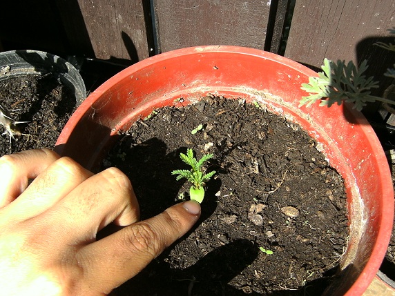 [Foto de planta, jardin, jardineria]