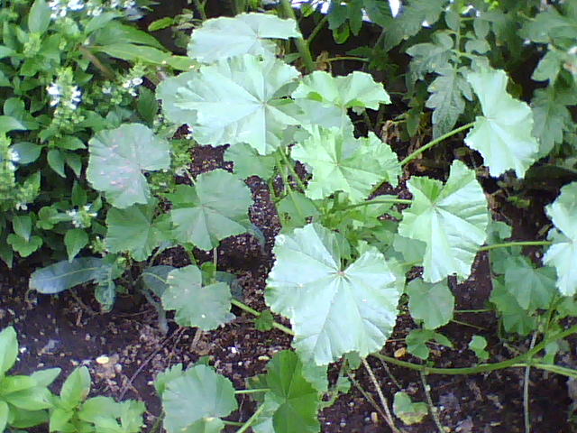 [Foto de planta, jardin, jardineria]