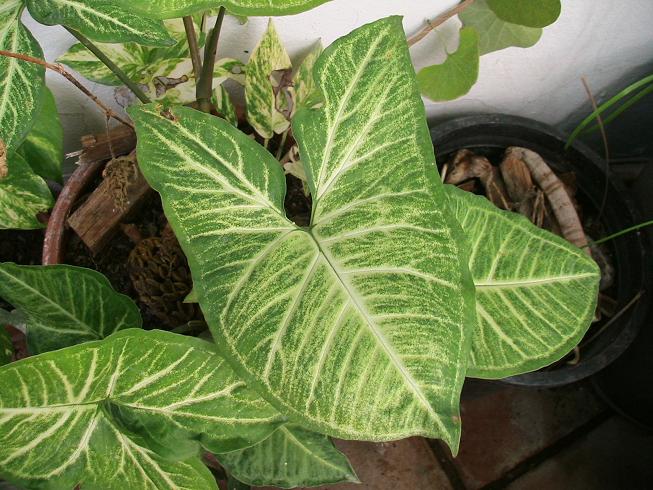[Foto de planta, jardin, jardineria]