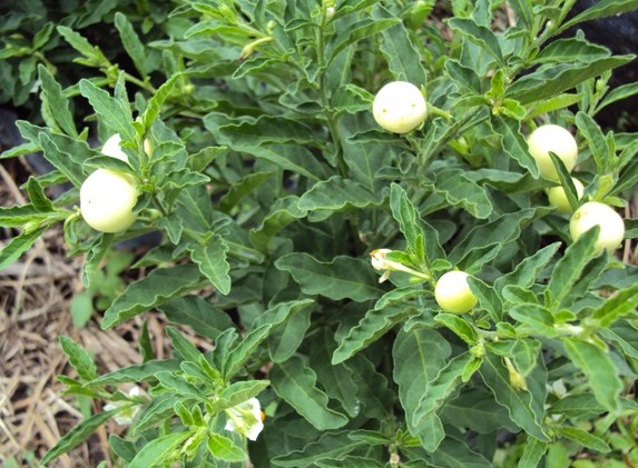 [Foto de planta, jardin, jardineria]