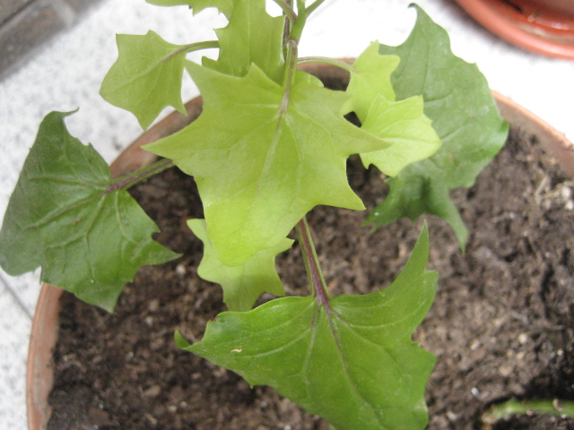 [Foto de planta, jardin, jardineria]