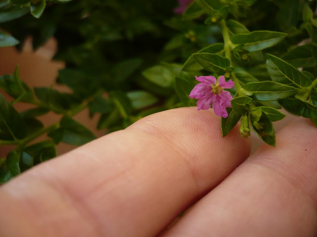 [Foto de planta, jardin, jardineria]