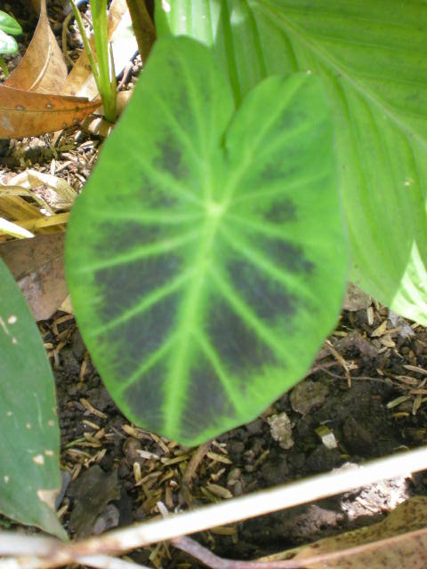 [Foto de planta, jardin, jardineria]