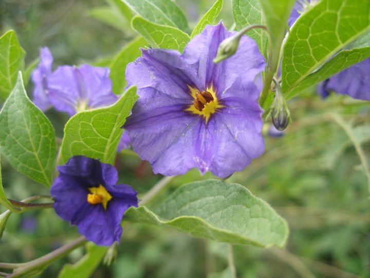 [Foto de planta, jardin, jardineria]