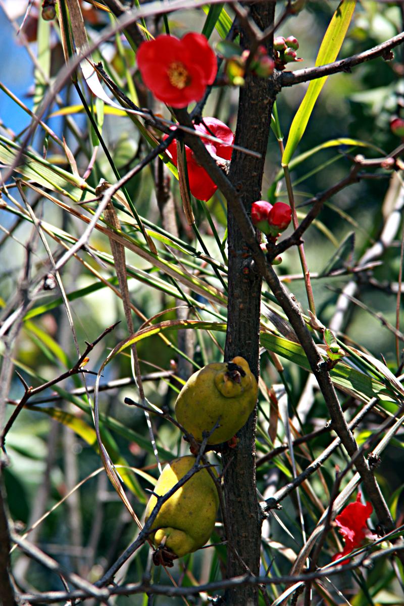 [Foto de planta, jardin, jardineria]