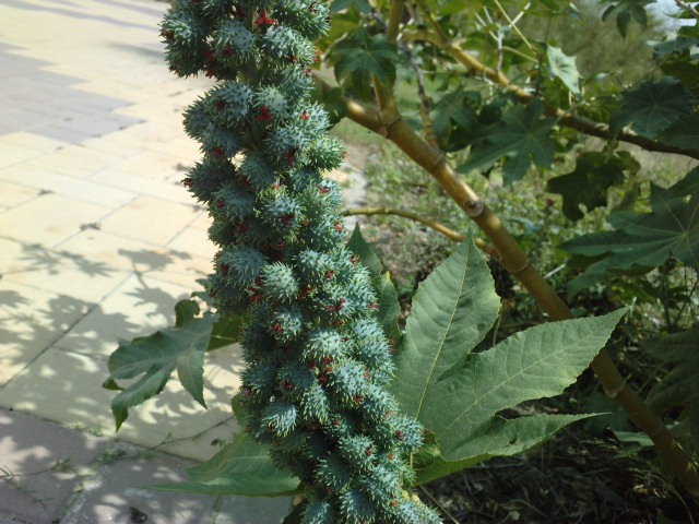 [Foto de planta, jardin, jardineria]