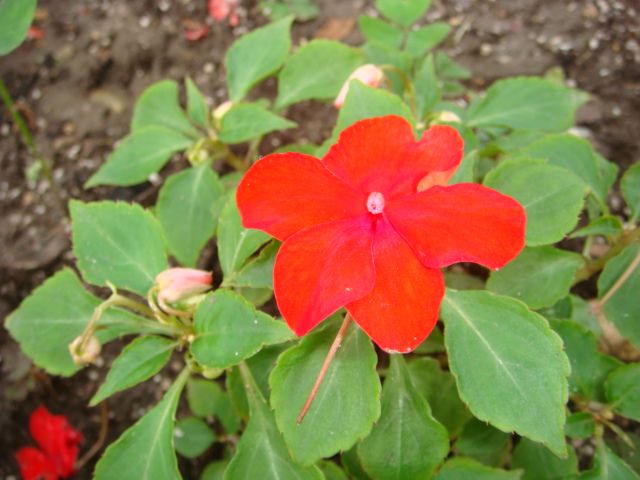 [Foto de planta, jardin, jardineria]