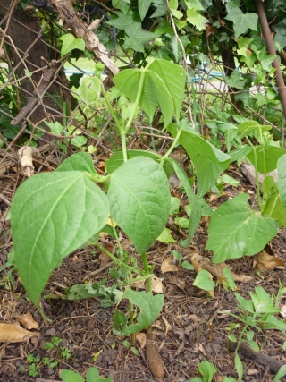 [Foto de planta, jardin, jardineria]