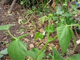 [Foto de planta, jardin, jardineria]
