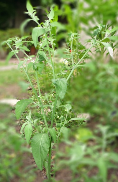 [Foto de planta, jardin, jardineria]