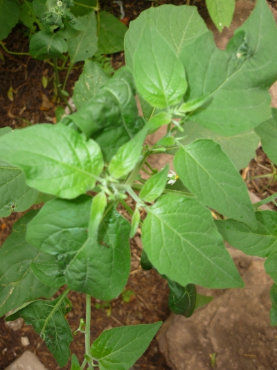 [Foto de planta, jardin, jardineria]