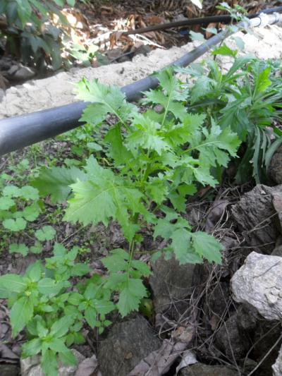 [Foto de planta, jardin, jardineria]