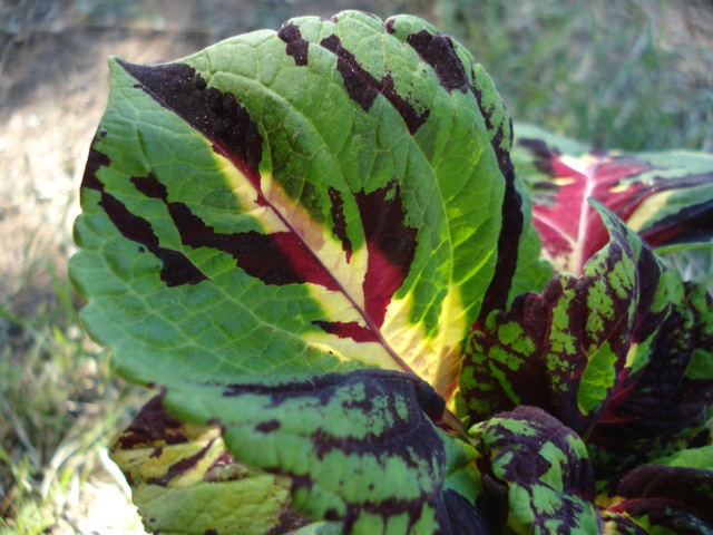 [Foto de planta, jardin, jardineria]