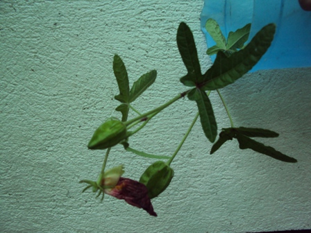 [Foto de planta, jardin, jardineria]