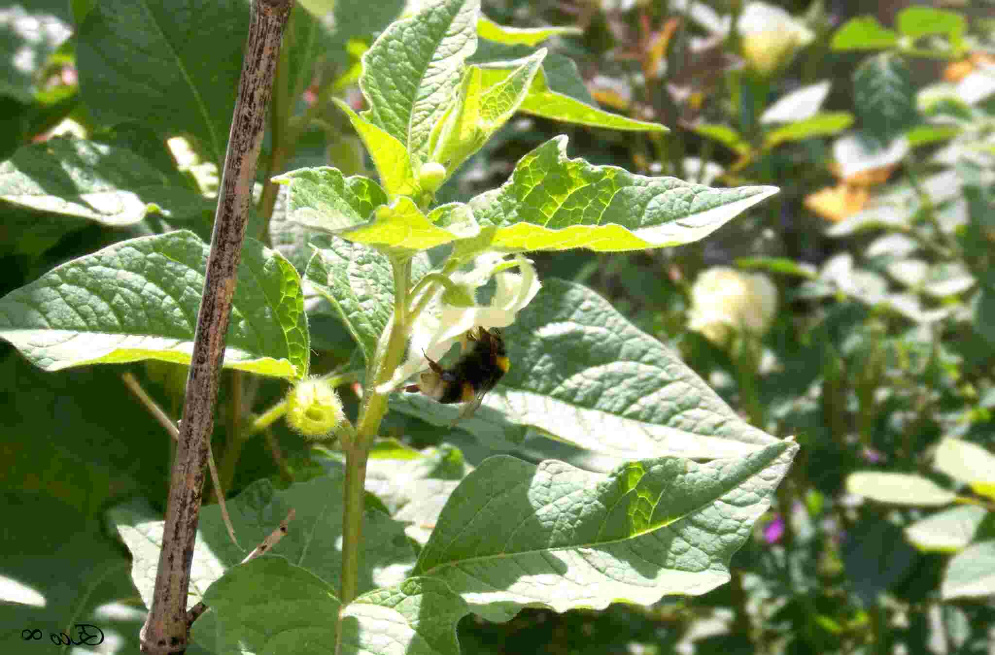 [Foto de planta, jardin, jardineria]