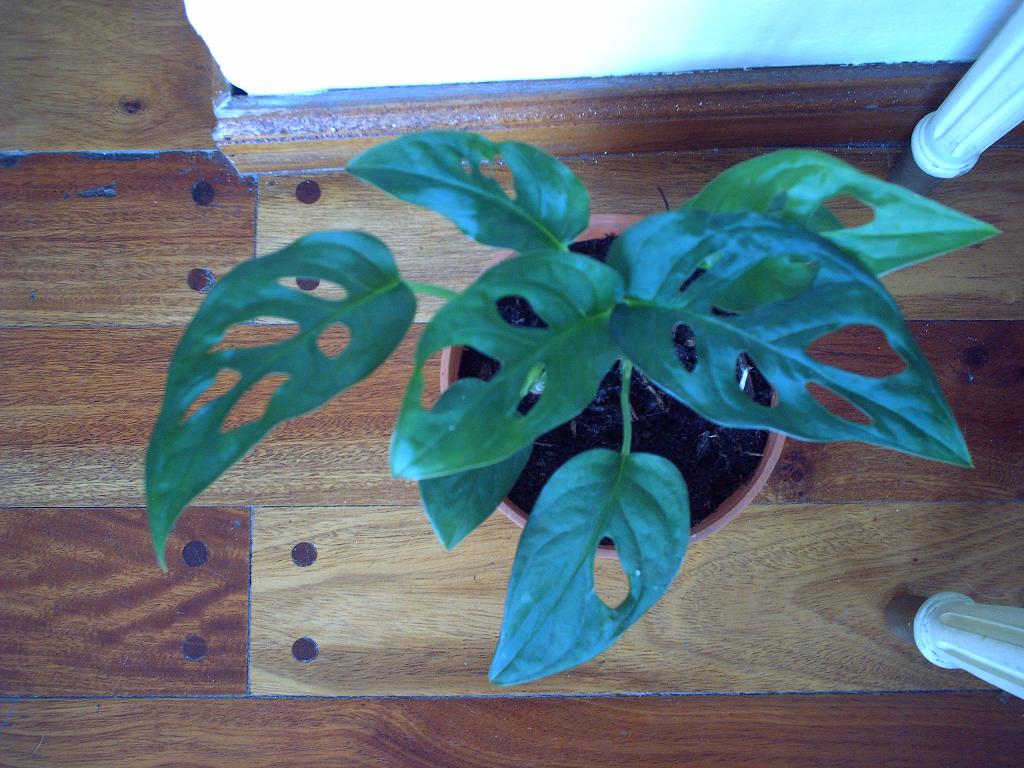 [Foto de planta, jardin, jardineria]