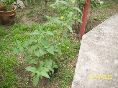 [Foto de planta, jardin, jardineria]