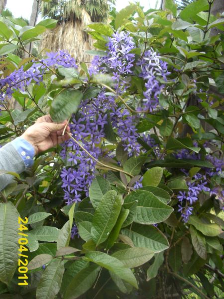 [Foto de planta, jardin, jardineria]