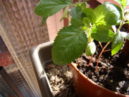 [Foto de planta, jardin, jardineria]