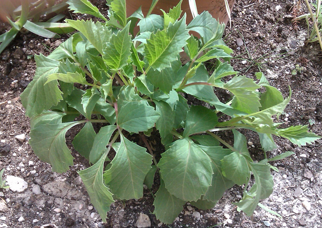[Foto de planta, jardin, jardineria]