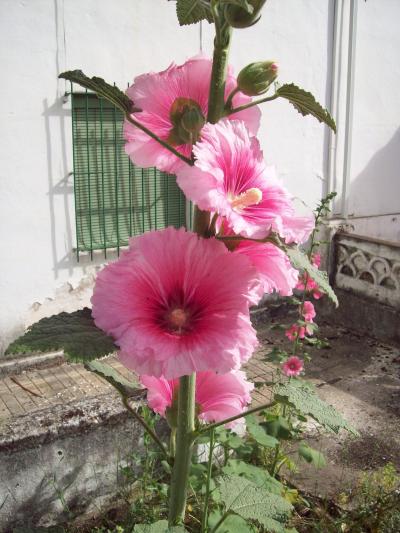 [Foto de planta, jardin, jardineria]