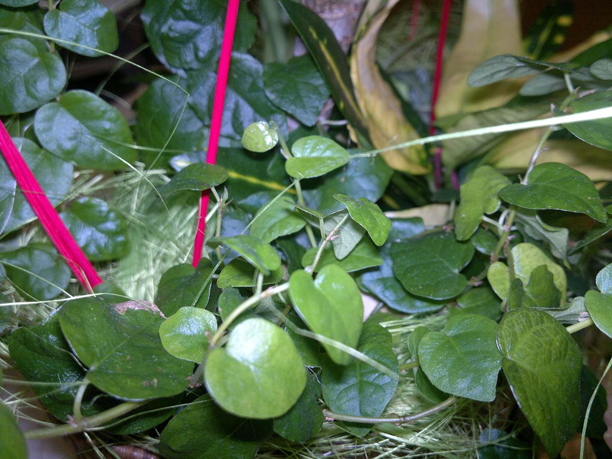 [Foto de planta, jardin, jardineria]